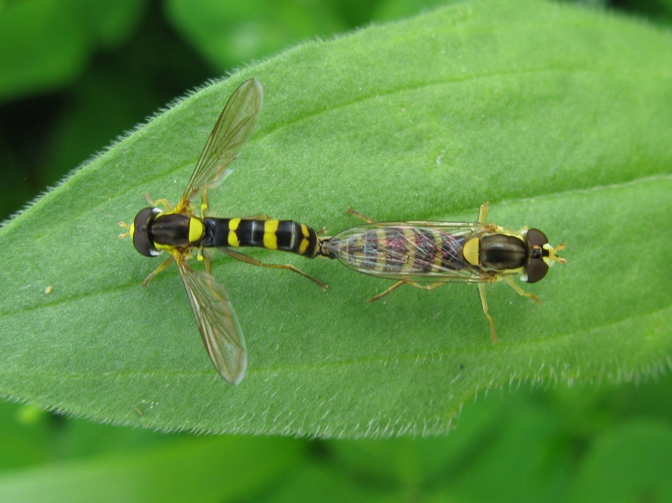 Milesia semiluctifera e Sphaerophoria scripta? S